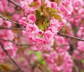 世界杯2026-奥运周期的关键战，从日本足球争冠到AC米兰的胜出启示