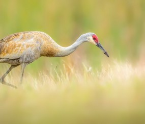 开云体育下载-乔治让比赛提前失去悬念，新疆队防守锁死公牛