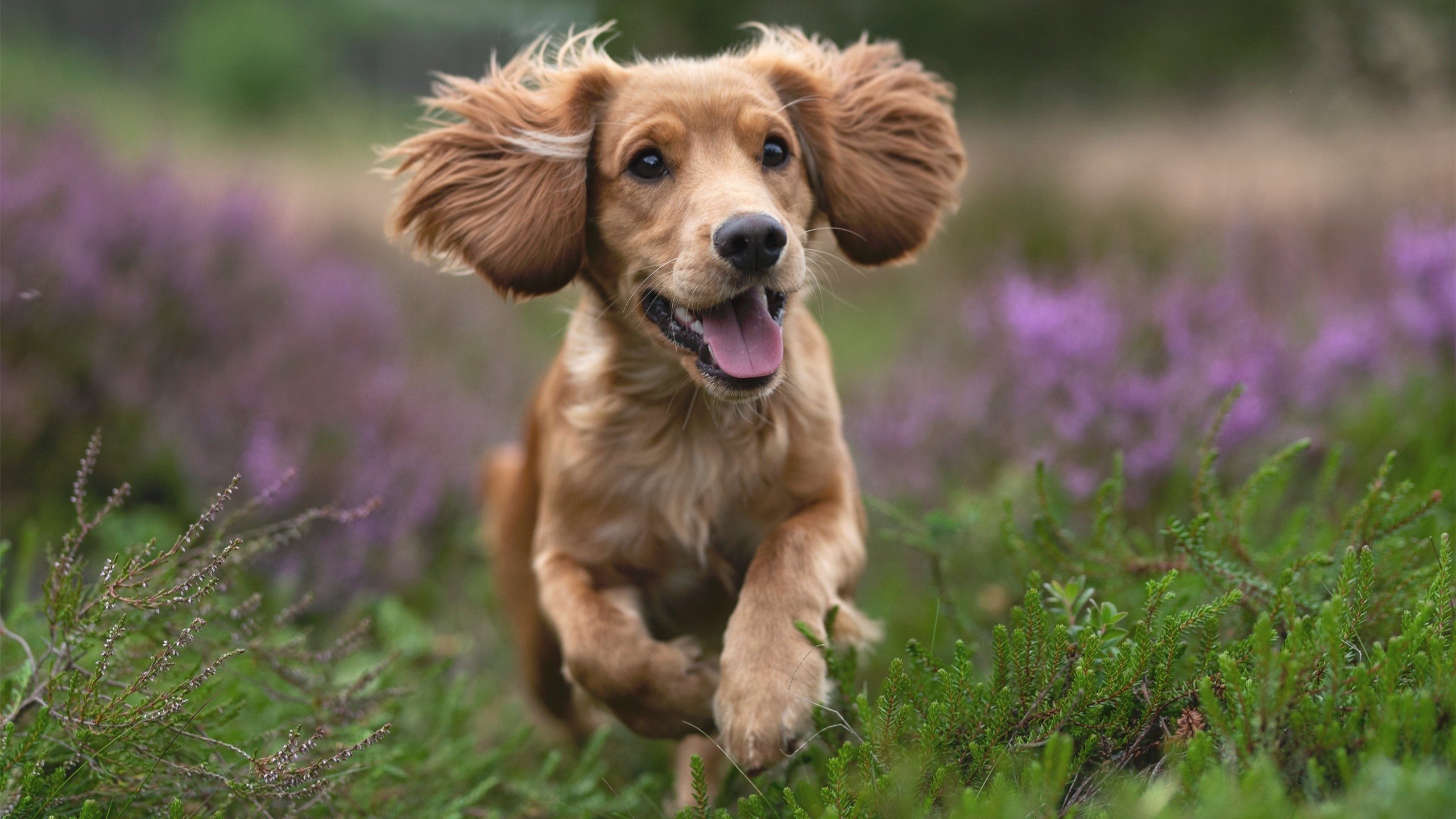 控场大师的绝对统治，保罗如何一手导演湖人强压活塞的战术棋局