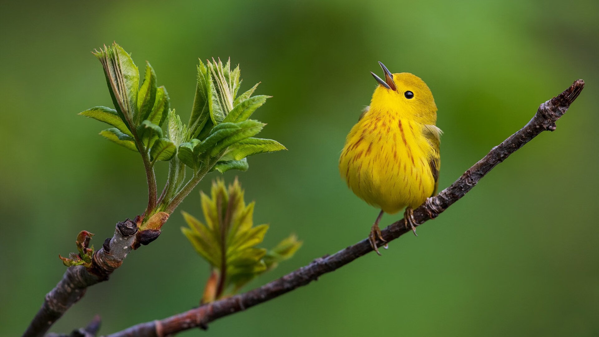 魔术对阵太阳,约基奇赛后评分拉满,当统治力成为日常